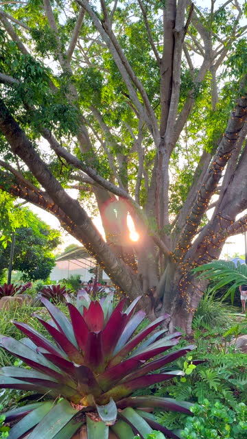 Warm glow of the sun setting behind a large tree wrapped in Christmas lights in a lush green tropical garden