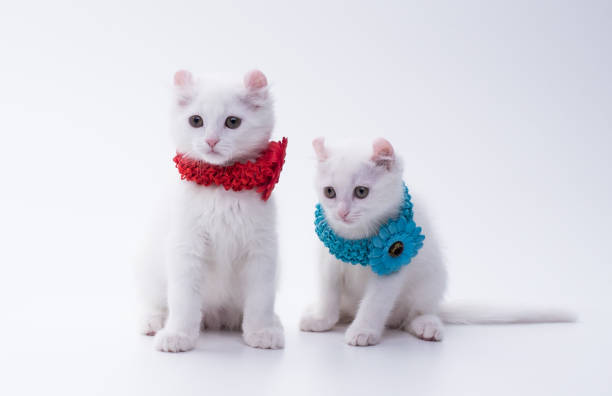 Snow white American Curl kittens in collars with flowers, 3 months old, sitting indoors on a white background and looking apart