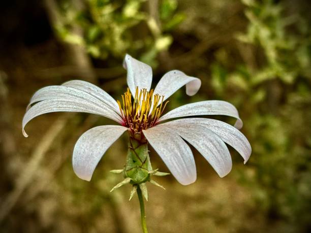 photographing the flora of south america - 2024