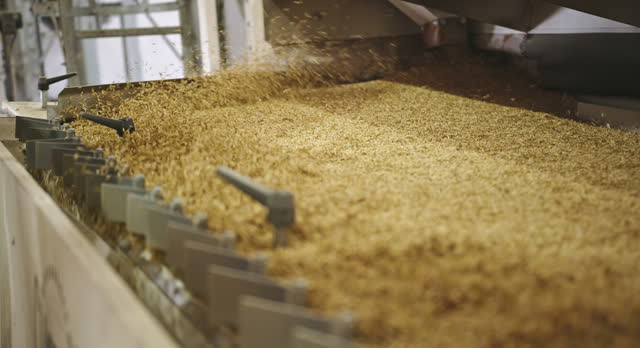 Seed Selection Process - Specialized Grain Sorting Machinery in Action