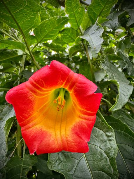 istock one red angel's trumpet flower (brugmansia sanguinea) hangs from a green leafy vine 2000261401