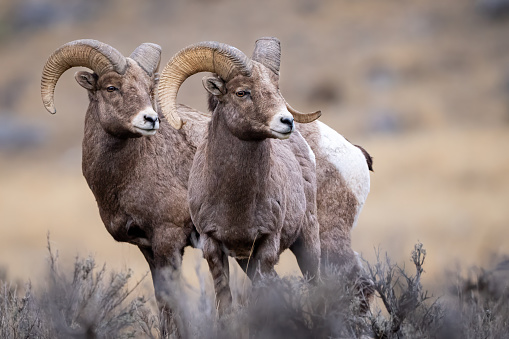 A pair of Bighorn Sheep look off to the distant herd.