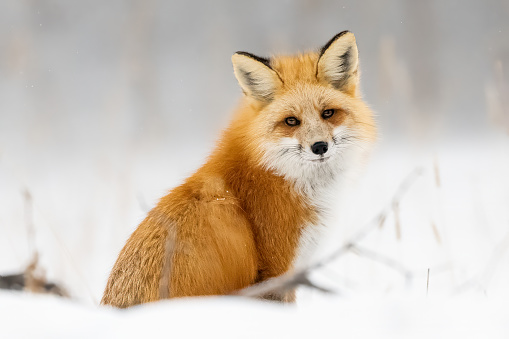 A red fox sits in the snow looking at camera