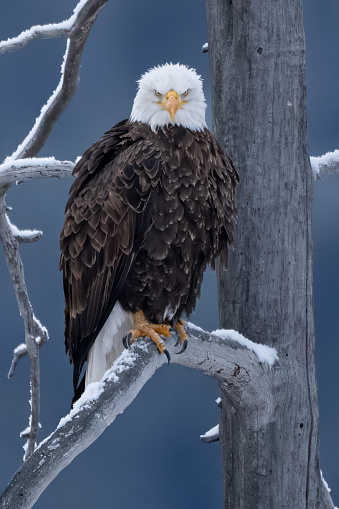 A Bald Eagle sits in a tree during the winter making serious eye contact