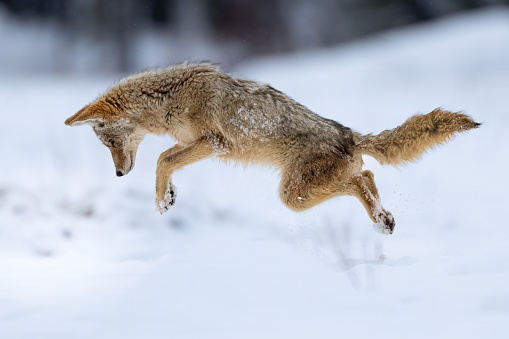 A coyote leaps to catch a mouse in the snow
