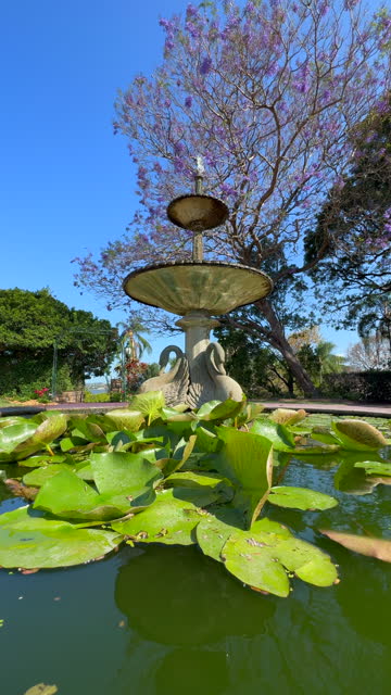 A traditional, classical style fountain with water lilies in the lower pond which reflects the sunlight onto the underside of the fountain, with a jacaranda tree blowing in the wind in the background