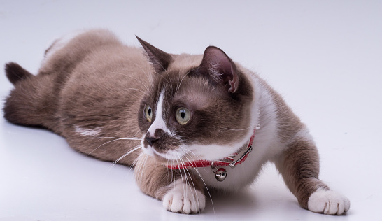 An adult tricolor shorthair Munchkin cat lies with its head turned to the left indoors in front of a white background.