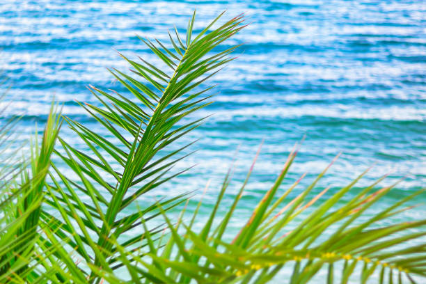 Green palm leaf on the background of the sea. Tropical coastal background