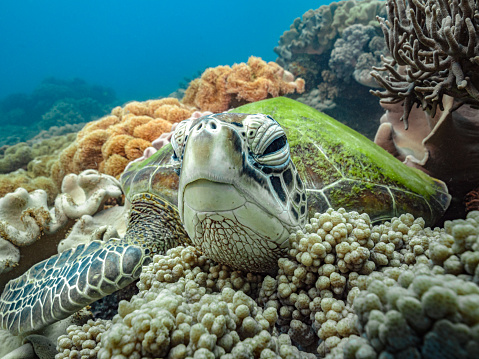 A large green sea turtle is looking closely at the camera in a colorful coral reef in the ocean. Snorkeling in the Pacific Ocean. Wild underwater reptile