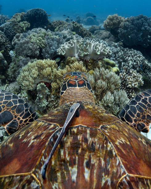 Cleaner fish on the shell of a green sea turtle in the blue waters of the ocean. Wildlife underwater photo. Coral reef marine reserve. Rest at the sea. Diving with a sea turtle