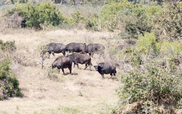 Photo of group of African buffalo in Southafrica