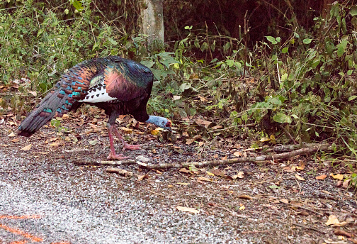 A photo of ocellated turkey in Mexico