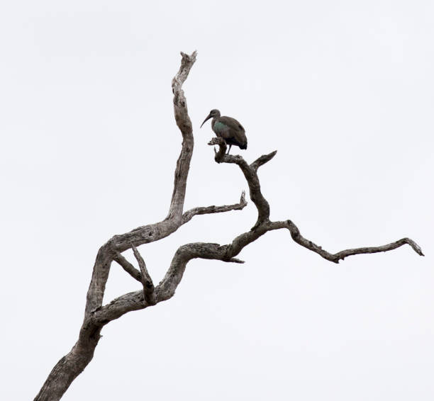 istock A photo of hadeda ibis bird 2000281921