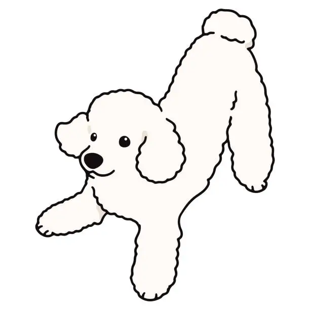 Vector illustration of Simple and cute playful white Poodle illustration