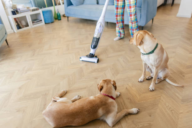 istock Young woman vacuuming living room 2000288906