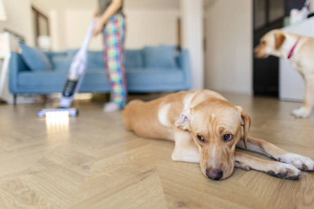 istock Young woman vacuuming living room 2000288910