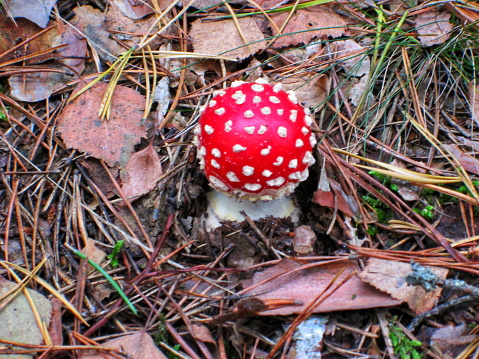 A young red Amanita mushroom sprouting in a pine forest