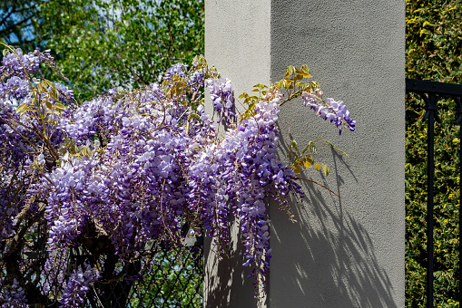 Wisteria on a fence in Brunate above Lake Como in Italy.