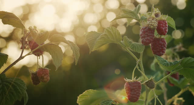 Raspberry on a bush ripens in the sun