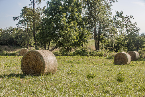 In the picturesque fields of Virginia, rolled hay bales stand as golden sentinels, embodying the essence of rural charm and agricultural tradition.