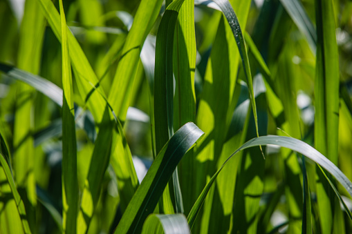 A close-up photo of tall green grass with each blade illuminated by the  sunlight, evoking a tranquil scene.