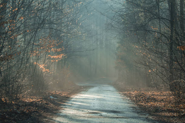istock amazing misty sun rays breaking through the trees in the forest, winter morning 2000306007