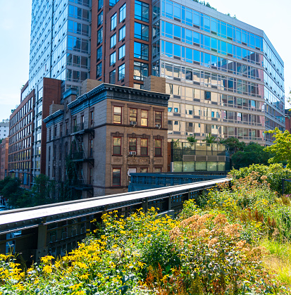 Bright park greenery against the background of the old houses of New York High Line Park.