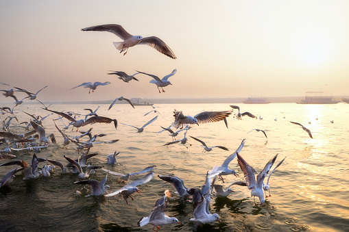 The flock of seagulls are flying in morning sunrise at river Ganges at Varanasi,India.