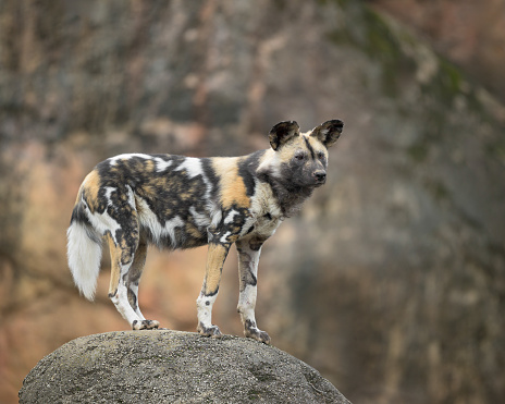 African wild dog (Lycaon pictus) full body profile portrait on standing on rock