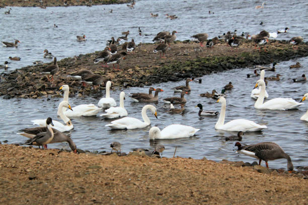 istock A view of a Whooper Swan 2000311846