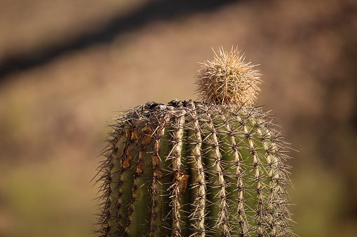 Close up view of the top of a Saguaro cactus with a small pup striking out after the plant has received some damage