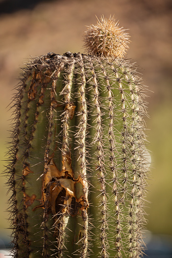 Close up view of the top of a Saguaro cactus with a small pup striking out after the plant has received some damage