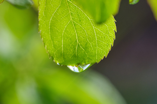 Water drops on green leaf against blurred background. Transparent drops of water dew on leaf, close up. Drop of rain or dew leaves on a blurred background. Natural background. Shallow depth of field