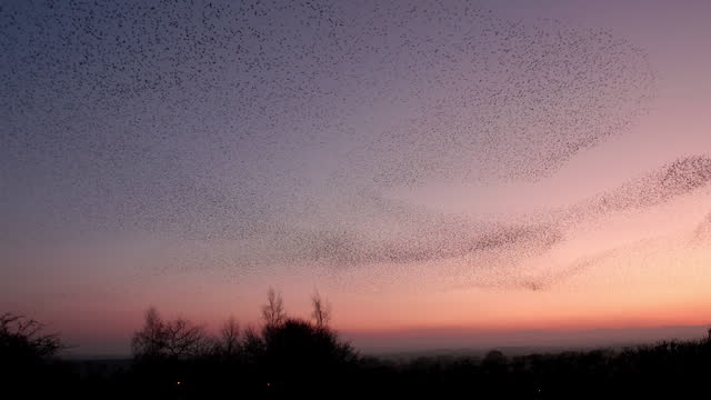 Starling murmuration and their formation to the serene sunset backdrop