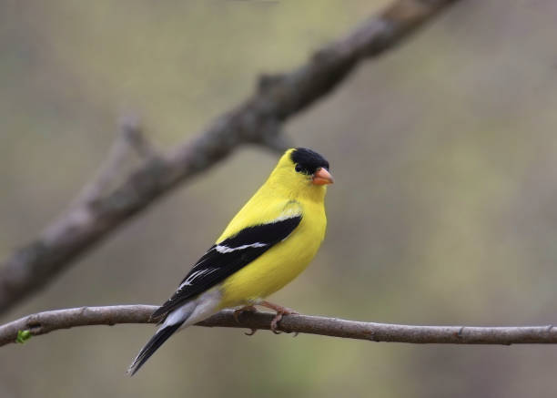 istock American Goldfinch (male) (spinus tristis) perched on a leafless branch 2000328910