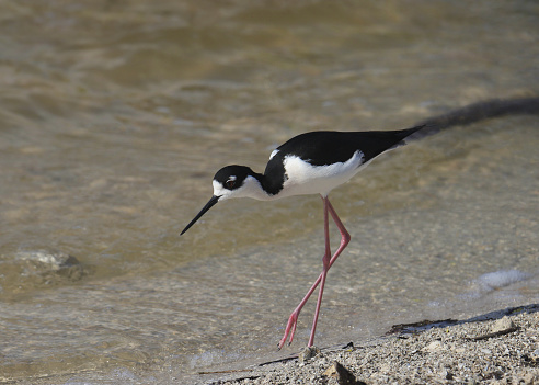 Black-necked Stilt (himantopus mexicanus) foraging at the edge of a pond