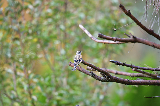 Portrait of brambling fringilla in the nature