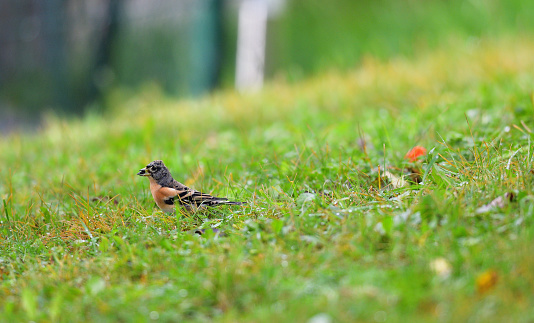 Portrait of brambling fringilla in the nature