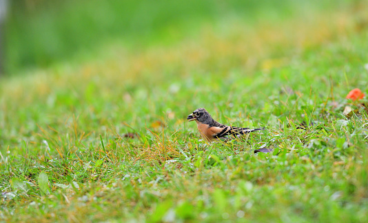 Portrait of brambling fringilla in the nature