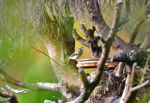 Portrait of brambling fringilla in the nature