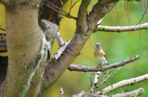 Portrait of brambling fringilla in the nature