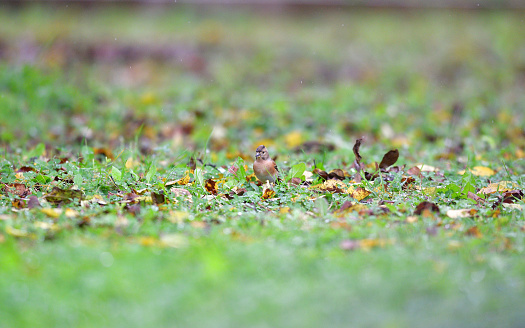 Portrait of brambling fringilla in the nature