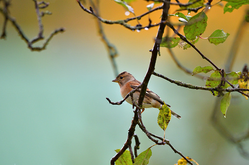 Portrait of brambling fringilla in the nature