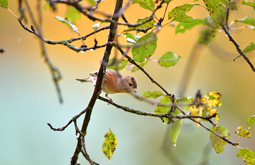 Portrait of brambling fringilla in the nature