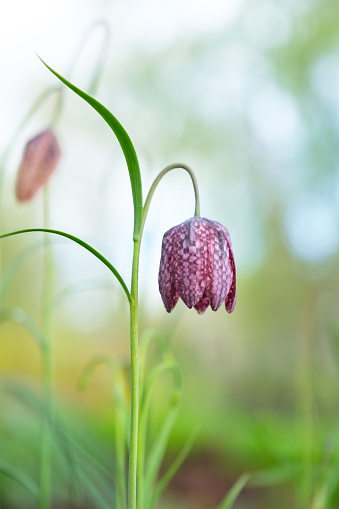 Сharming spring pink flowers in a garden, shallow depth of field. Fritillary flower (Fritillaria Meleagris) also known as Chess Flower in the lily family.