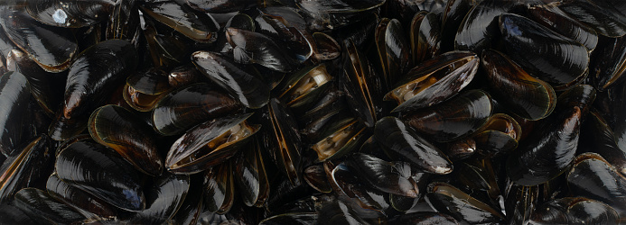 Raw Mussels Texture Background, Fresh Shellfish Seafood Pattern, Black Mussels Mockup, Raw Cold Clams Textured Background with Copy Space