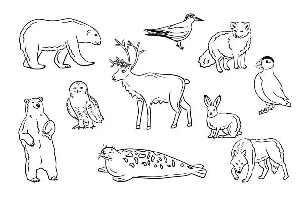 Vector illustration of Contour hand drawn arctic animals and birds set