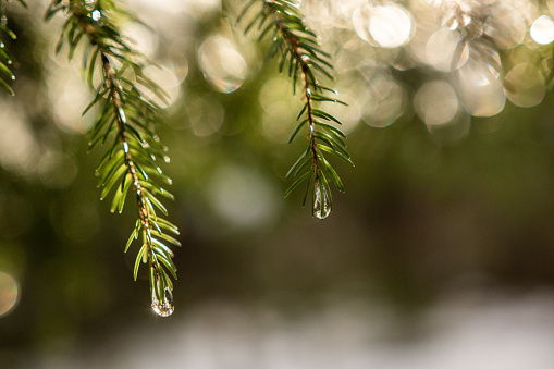 Two pine tree branches in focus with water drops at the end, out of focus trees in background
