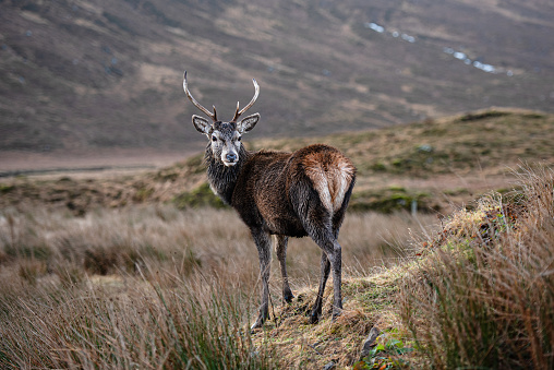 A lone stag deer in the Scottish Highlands