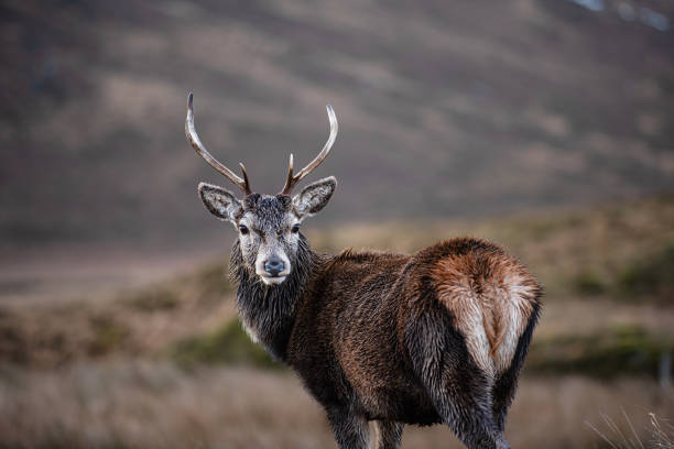 A lone stag deer – Foto